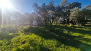 Zeytin Ağaçları Arasında Huzurlu Yaşam Sunan Satılık Tarla