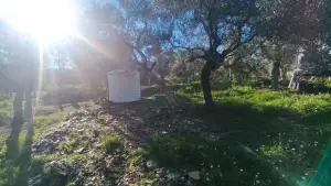 Zeytin Ağaçları Arasında Huzurlu Yaşam Sunan Satılık Tarla