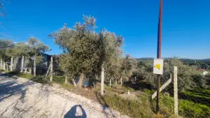 Zeytin Ağaçları Arasında Huzurlu Yaşam Sunan Satılık Tarla