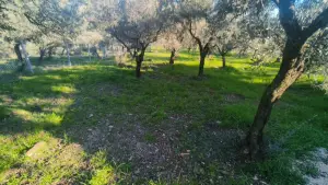 Zeytin Ağaçları Arasında Huzurlu Yaşam Sunan Satılık Tarla