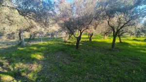 Zeytin Ağaçları Arasında Huzurlu Yaşam Sunan Satılık Tarla