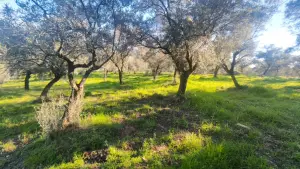 Zeytin Ağaçları Arasında Huzurlu Yaşam Sunan Satılık Tarla