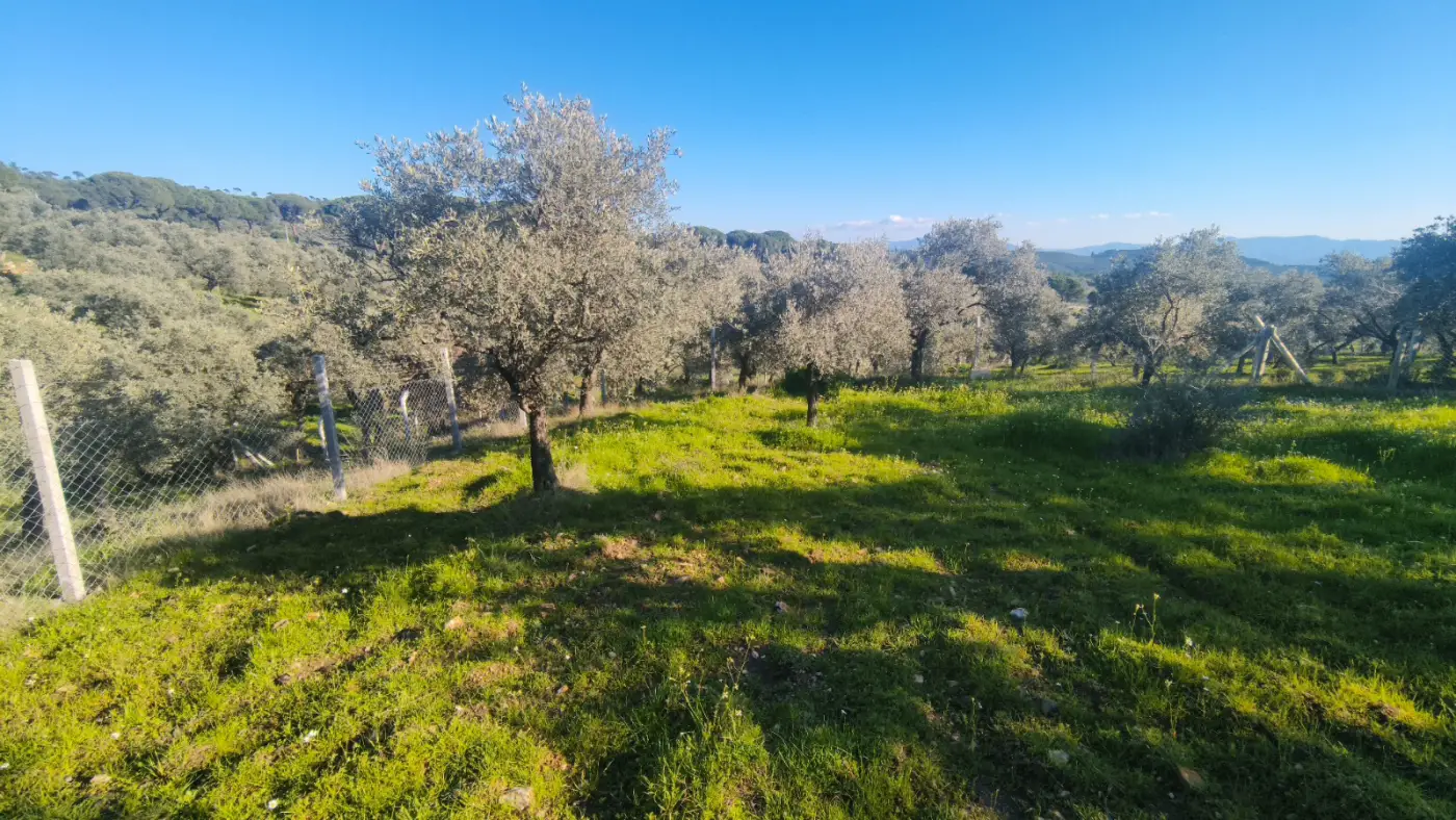 Zeytin Ağaçları Arasında Huzurlu Yaşam Sunan Satılık Tarla