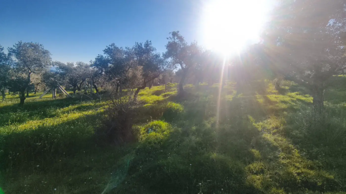 Zeytin Ağaçları Arasında Huzurlu Yaşam Sunan Satılık Tarla