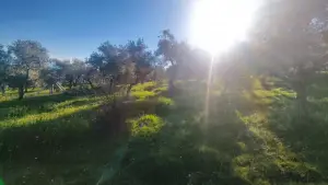 Zeytin Ağaçları Arasında Huzurlu Yaşam Sunan Satılık Tarla