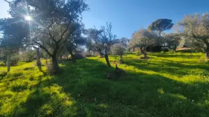 Zeytin Ağaçları Arasında Huzurlu Yaşam Sunan Satılık Tarla