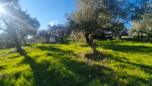 Zeytin Ağaçları Arasında Huzurlu Yaşam Sunan Satılık Tarla