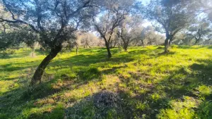 Zeytin Ağaçları Arasında Huzurlu Yaşam Sunan Satılık Tarla