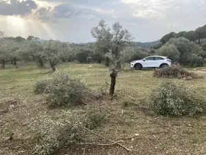 Ormanköy'de Yatırımlık 4.229 M² Zeytinlik Satılık