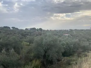 Ormanköy'de Yatırımlık 4.229 M² Zeytinlik Satılık